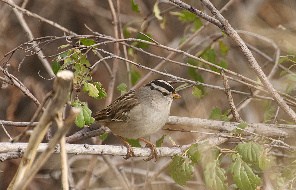 Porsuk Serçesi - ML645088679