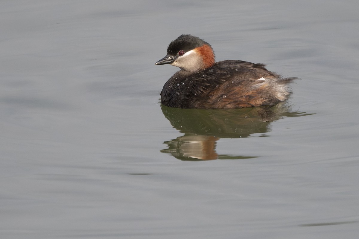 Madagascar Grebe - ML645088685