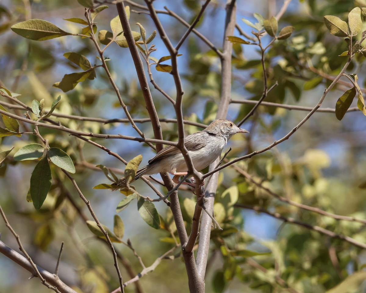 Rattling Cisticola - ML645088687