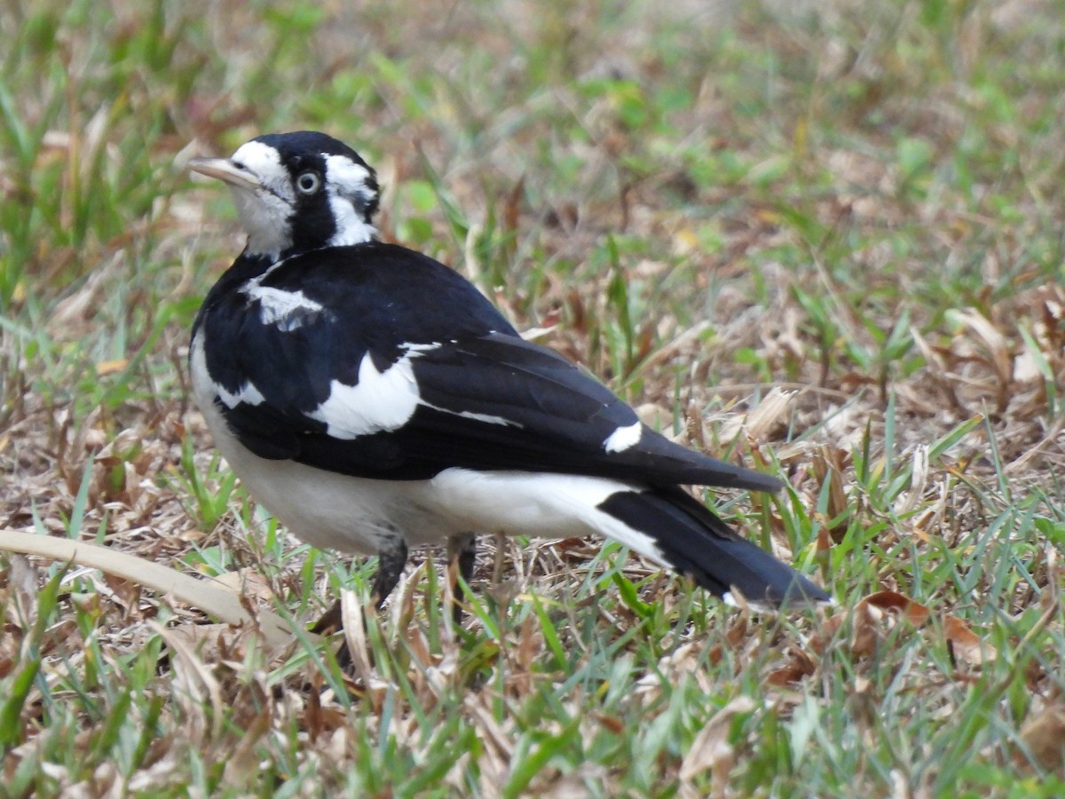 Magpie-lark - ML645088691