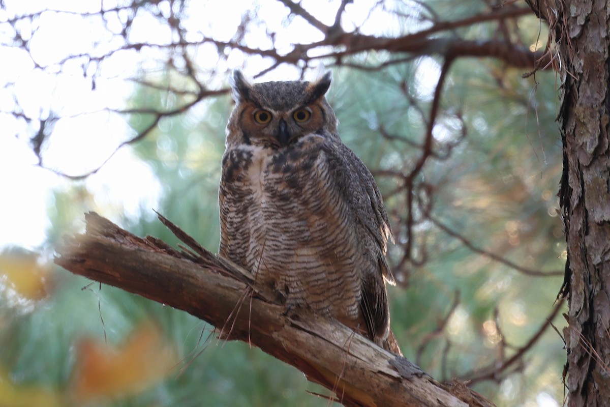 Great Horned Owl - ML645088692