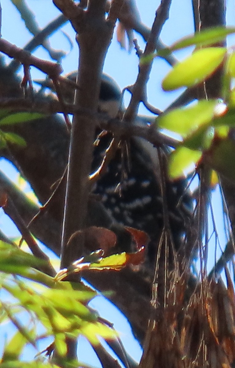 Downy Woodpecker - ML645088696