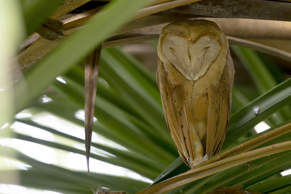 Red Owl - ML645088700