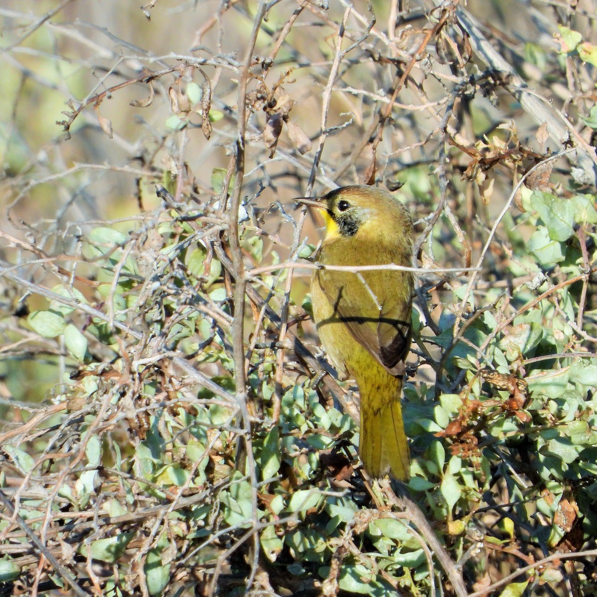 Common Yellowthroat - ML645088706