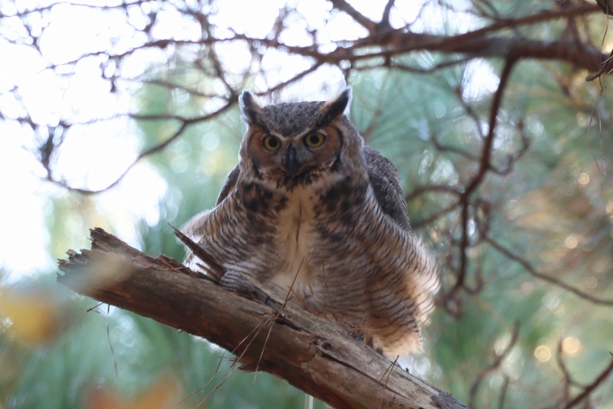 Great Horned Owl - ML645088707