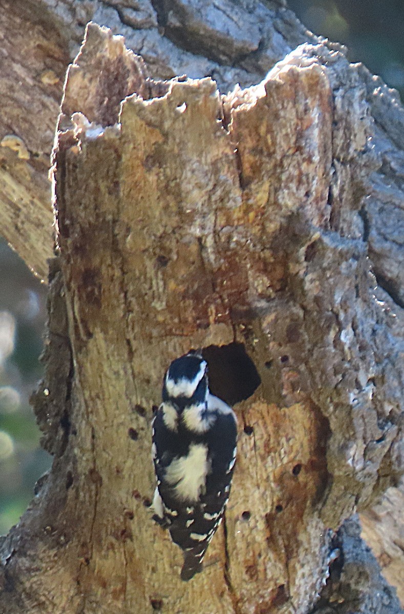 Downy Woodpecker - ML645088715