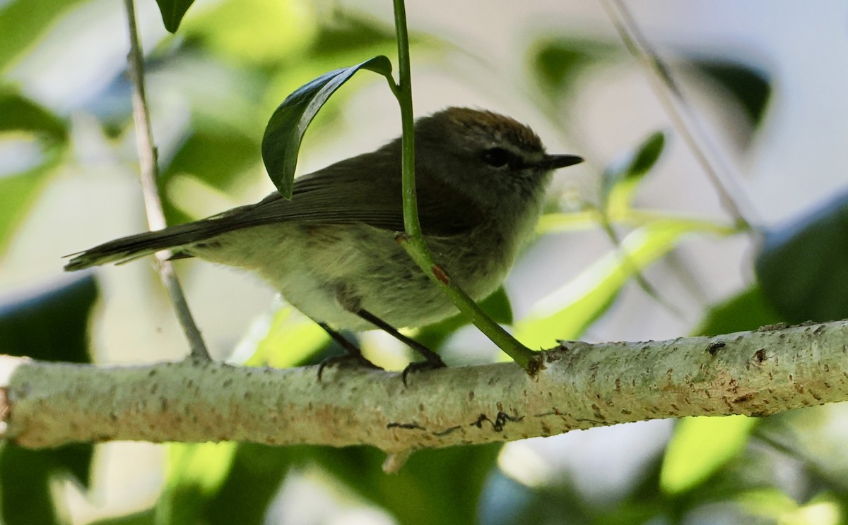 チャイロセンニョムシクイ - ML645088716