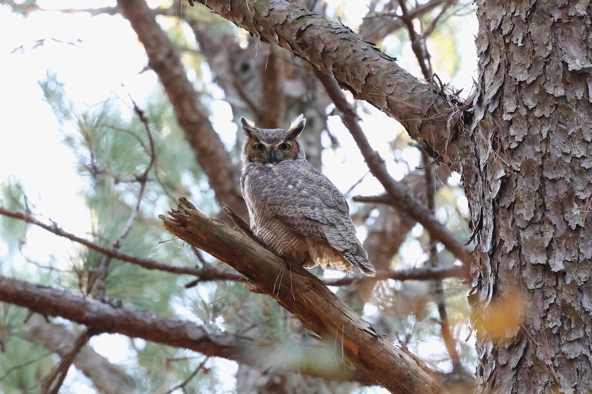 Great Horned Owl - ML645088717