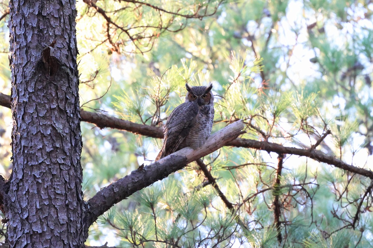 Great Horned Owl - ML645088721