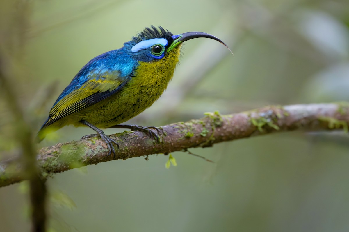 Common Sunbird-Asity - ML645088748
