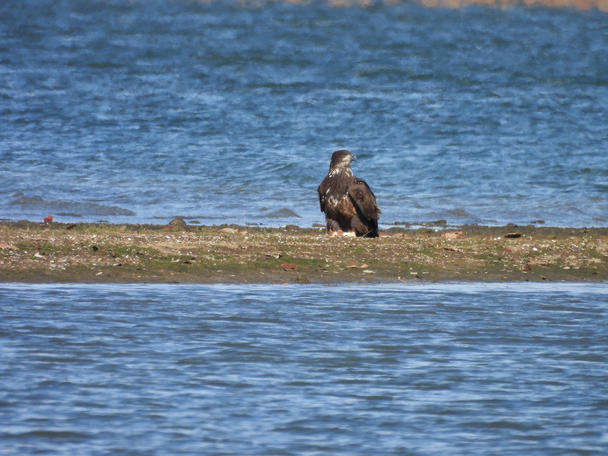 Bald Eagle - ML645088752