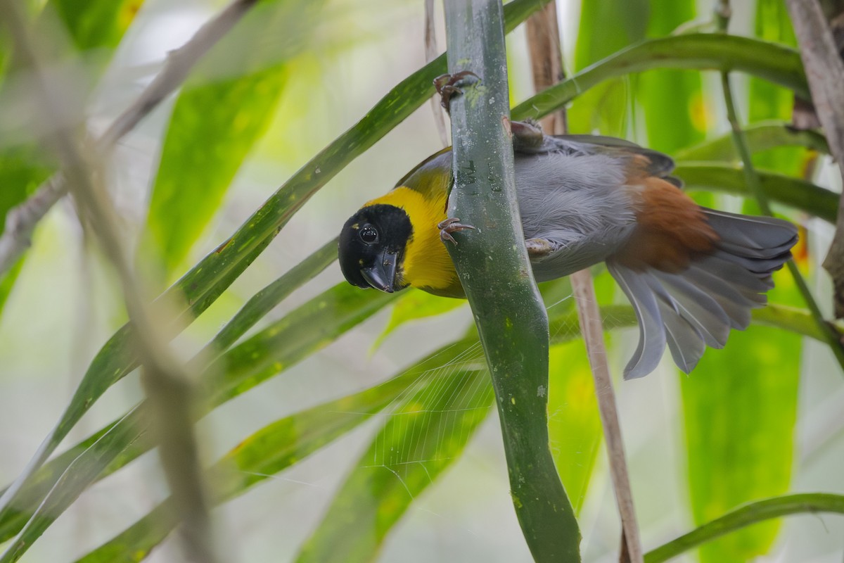 Nelicourvi Weaver - ML645088757