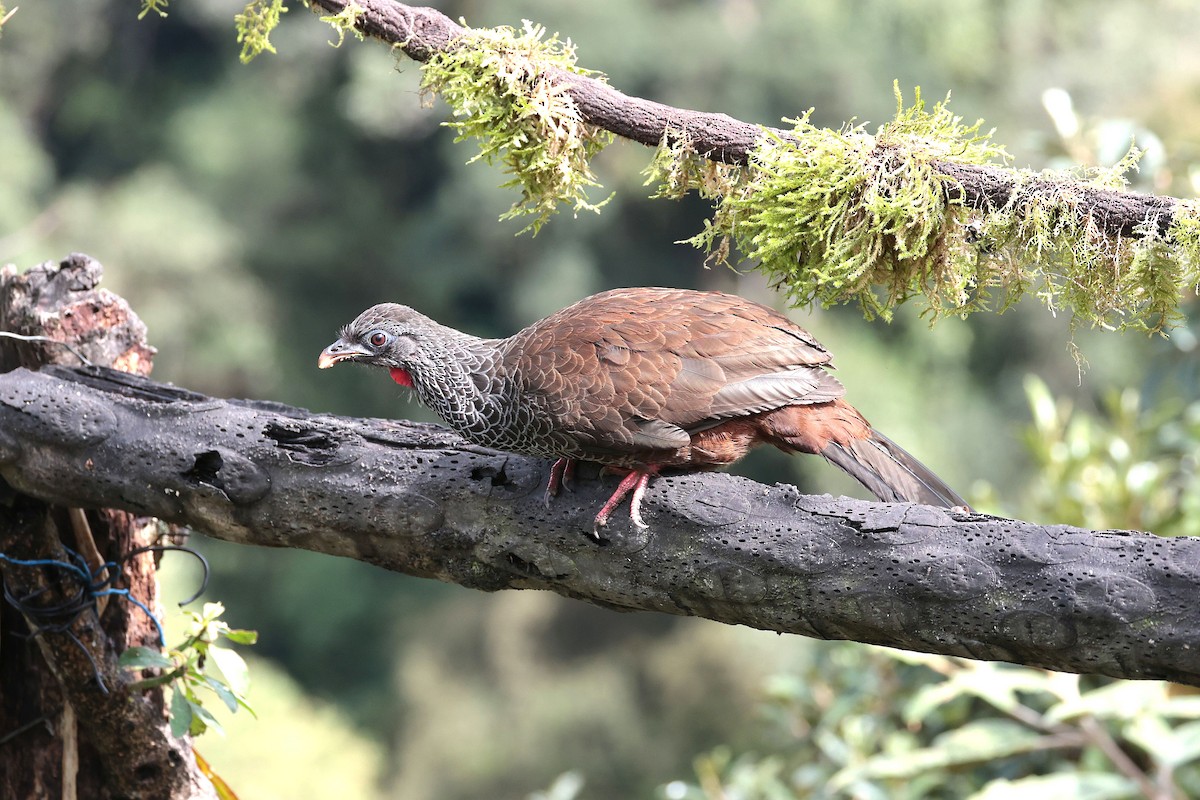 Пенелопа андська - ML645088758
