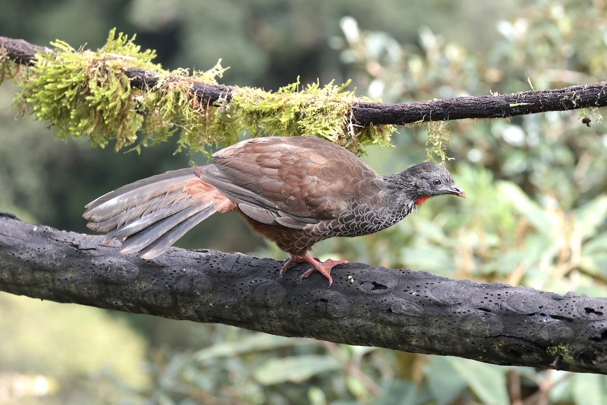 Пенелопа андська - ML645088759