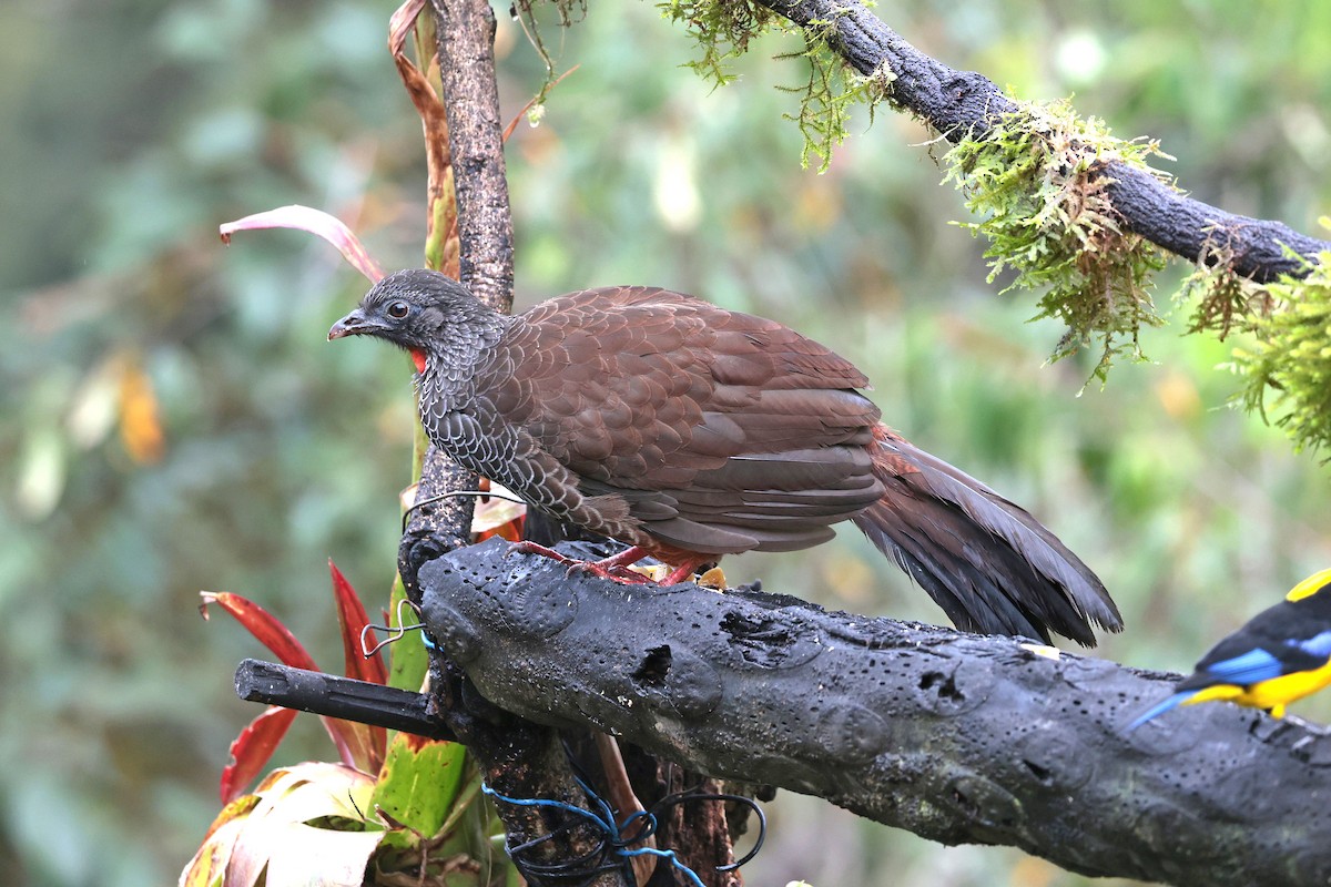 Пенелопа андська - ML645088760