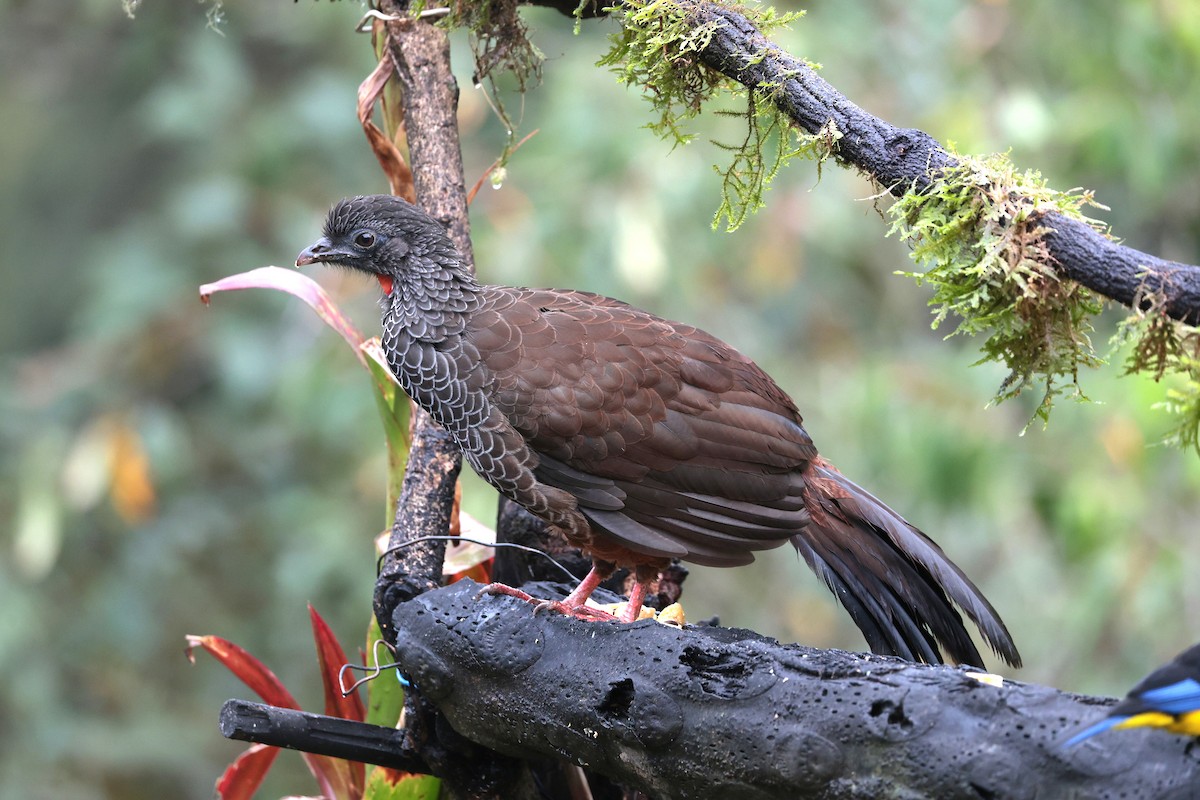 Пенелопа андська - ML645088761