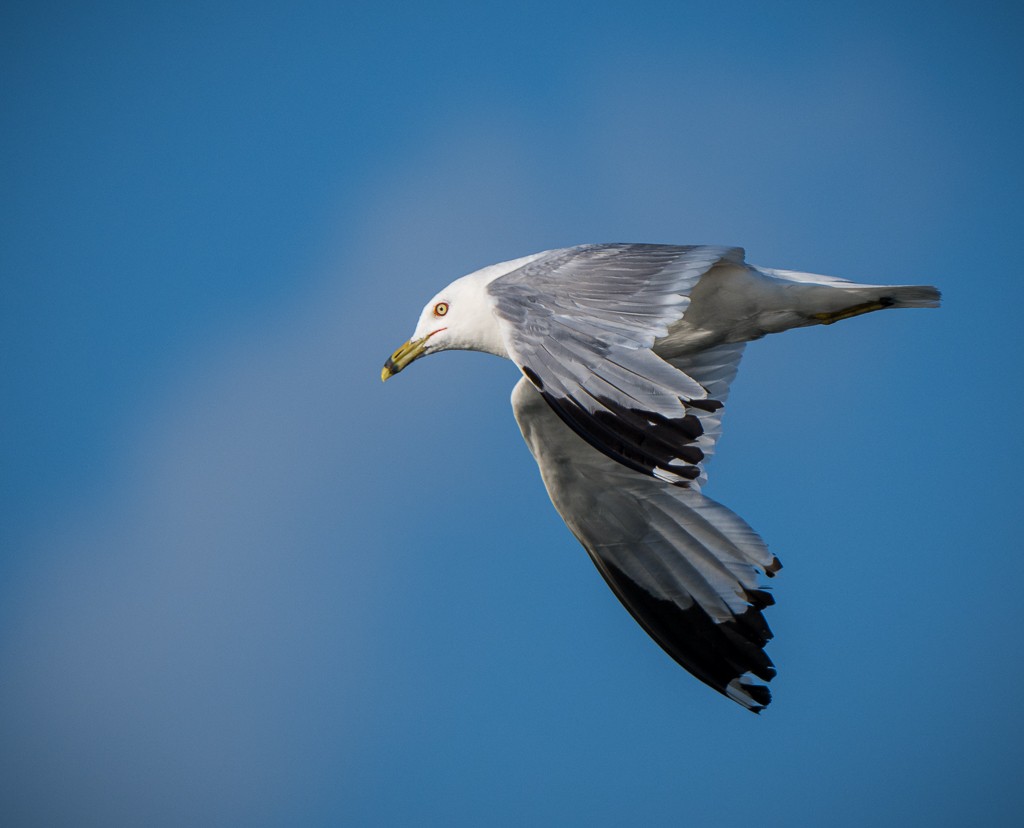 Ring-billed Gull - ML645088763