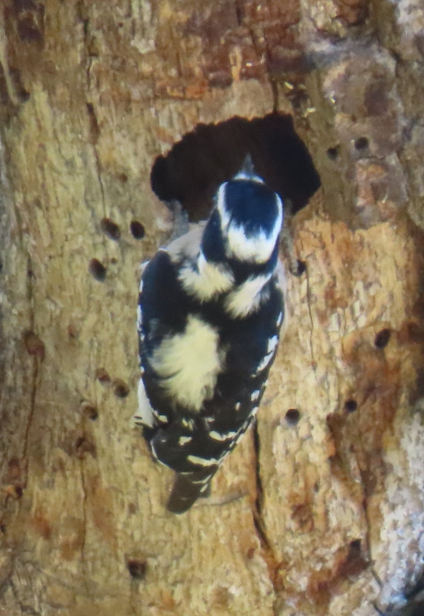 Downy Woodpecker - ML645088768