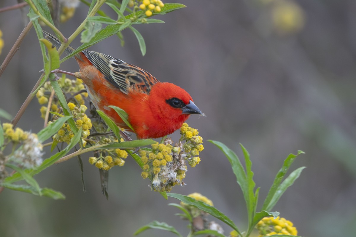Red Fody - ML645088776