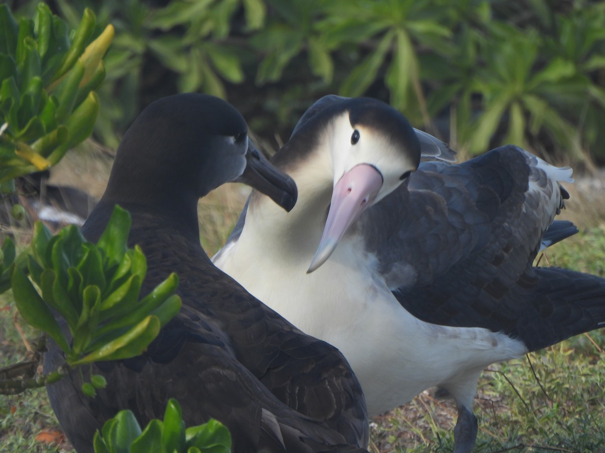 Short-tailed Albatross - ML645088777