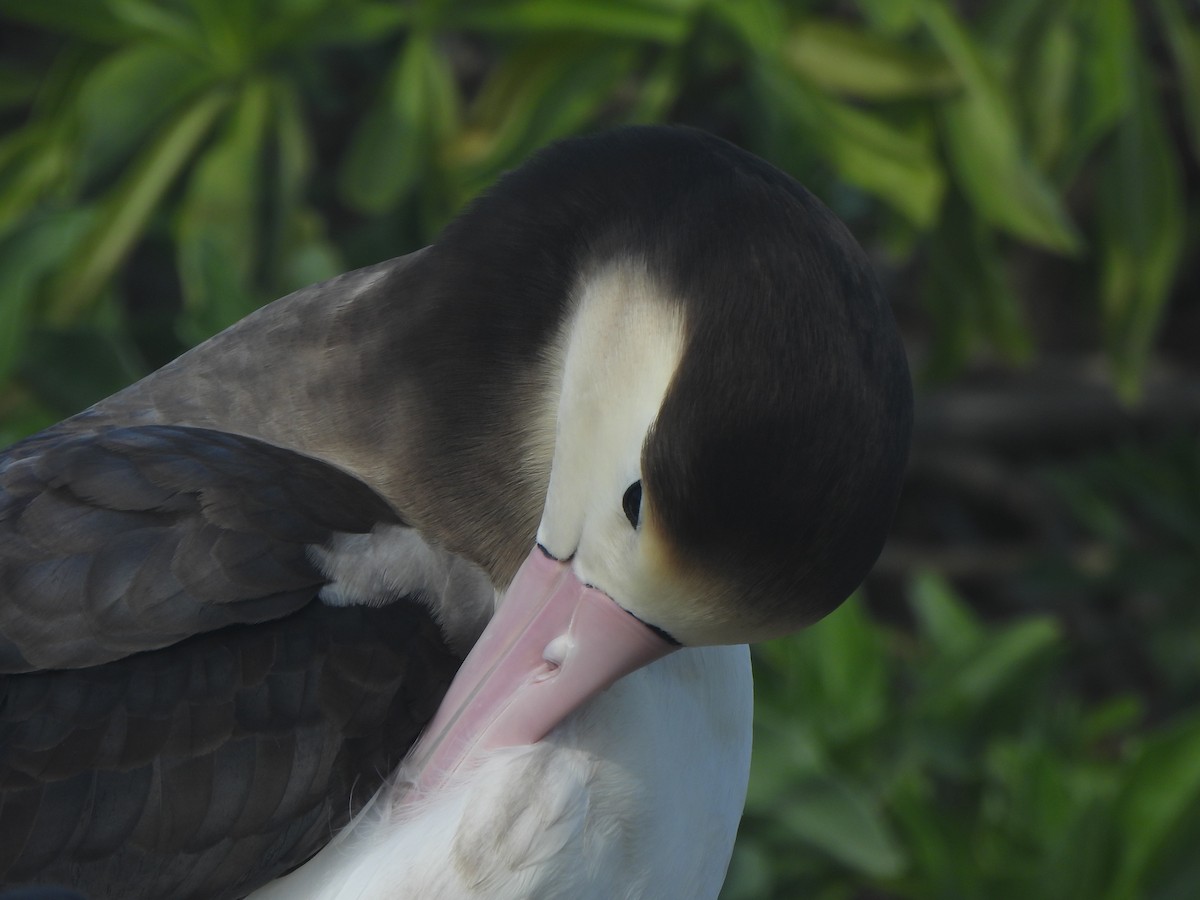 Short-tailed Albatross - ML645088844