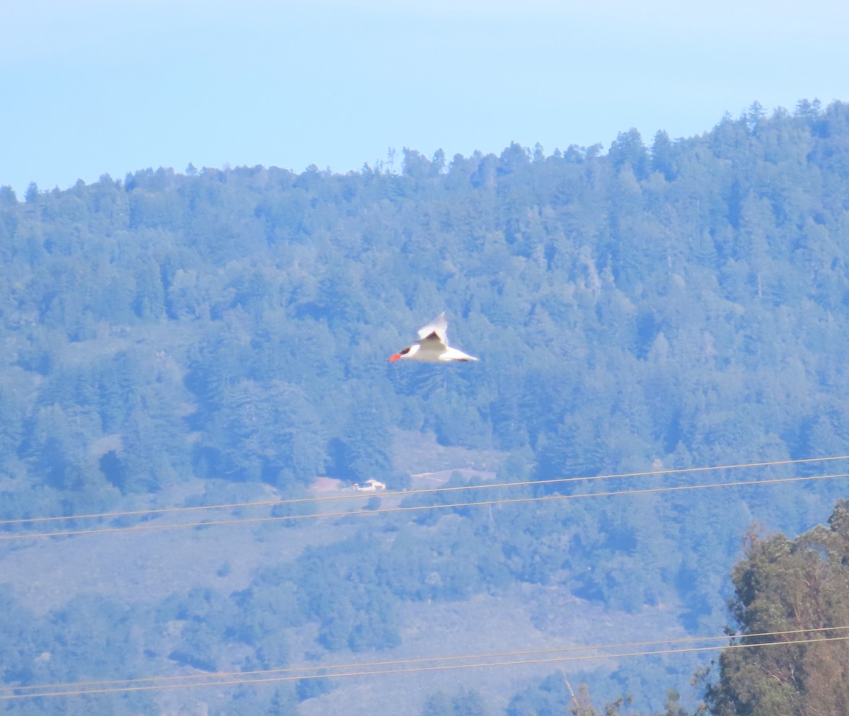 Caspian Tern - ML645088879
