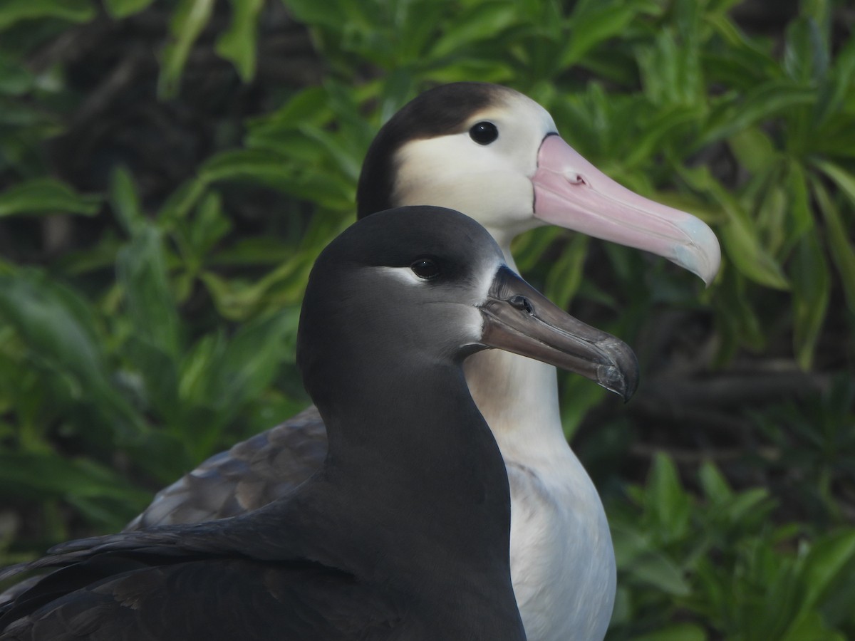 Short-tailed Albatross - ML645088898