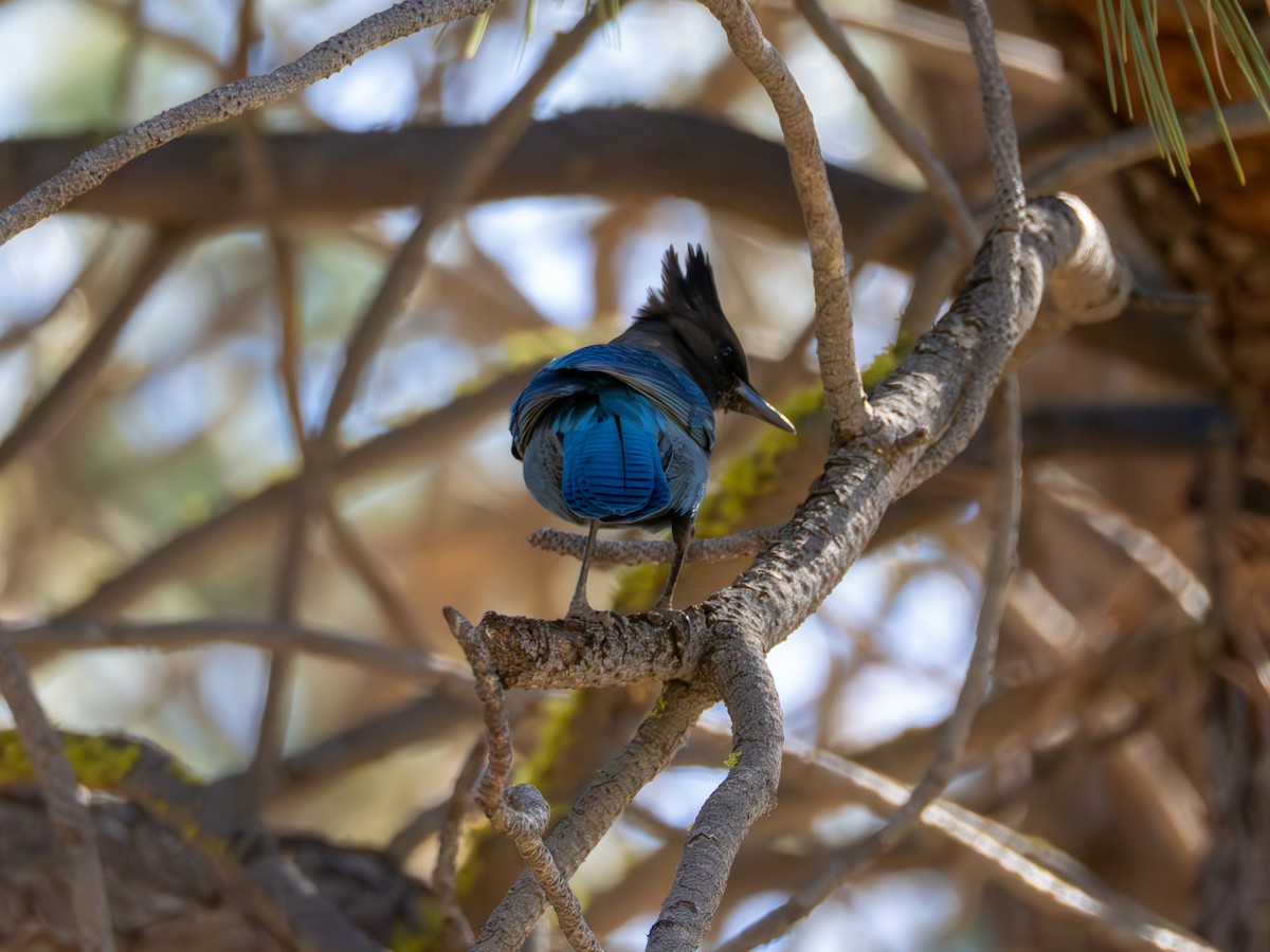 Стеллерова сойка - ML645088899