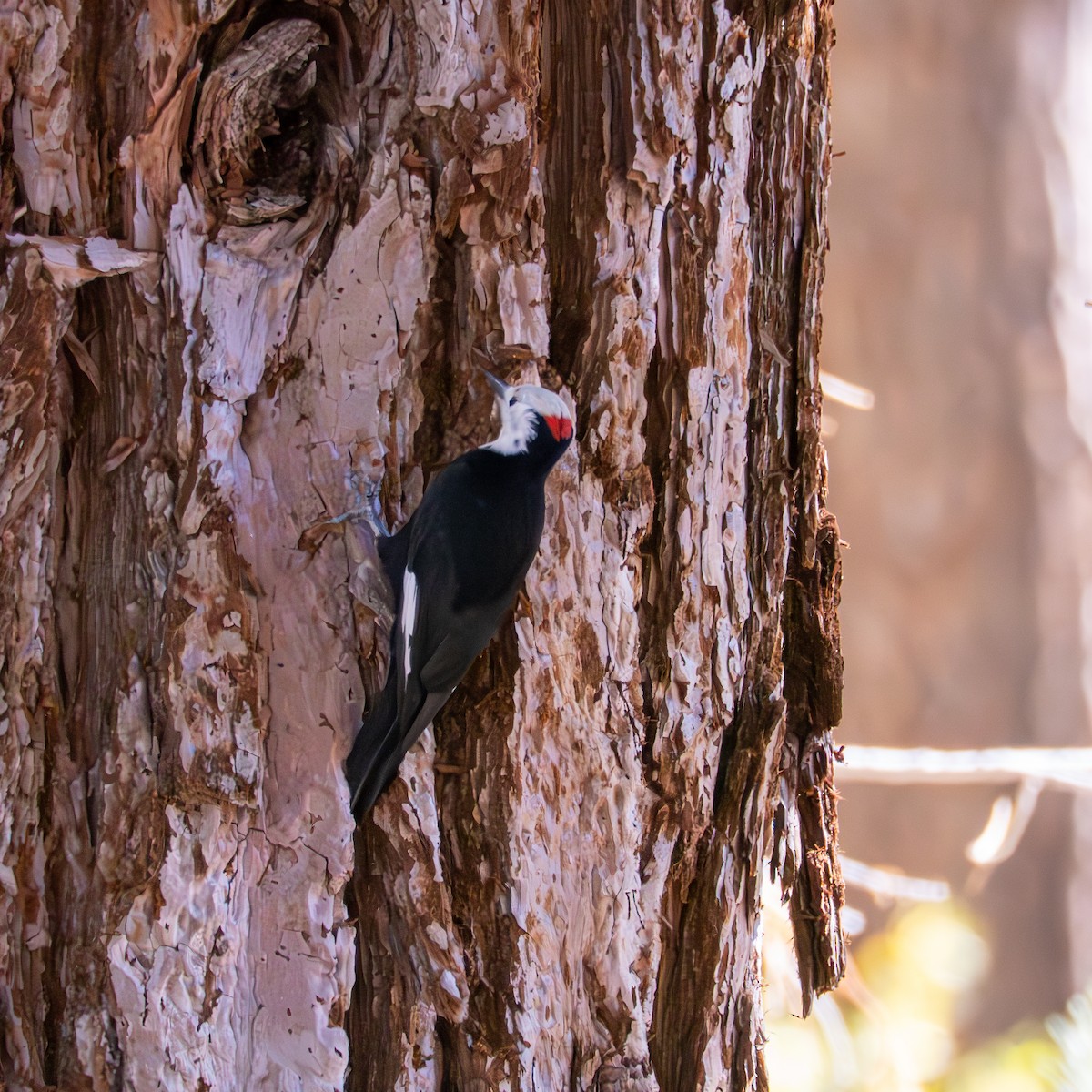 White-headed Woodpecker - ML645088902