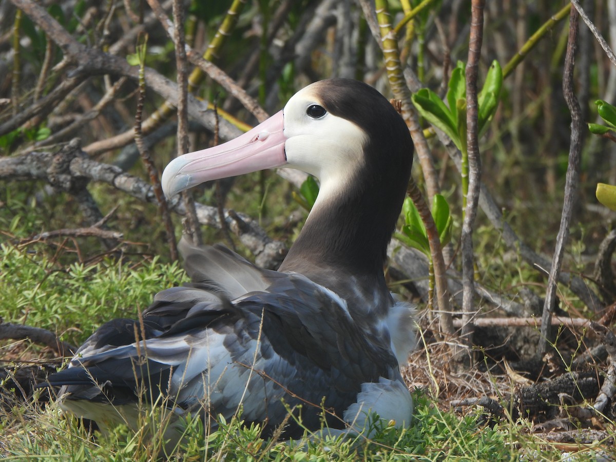 Short-tailed Albatross - ML645088922