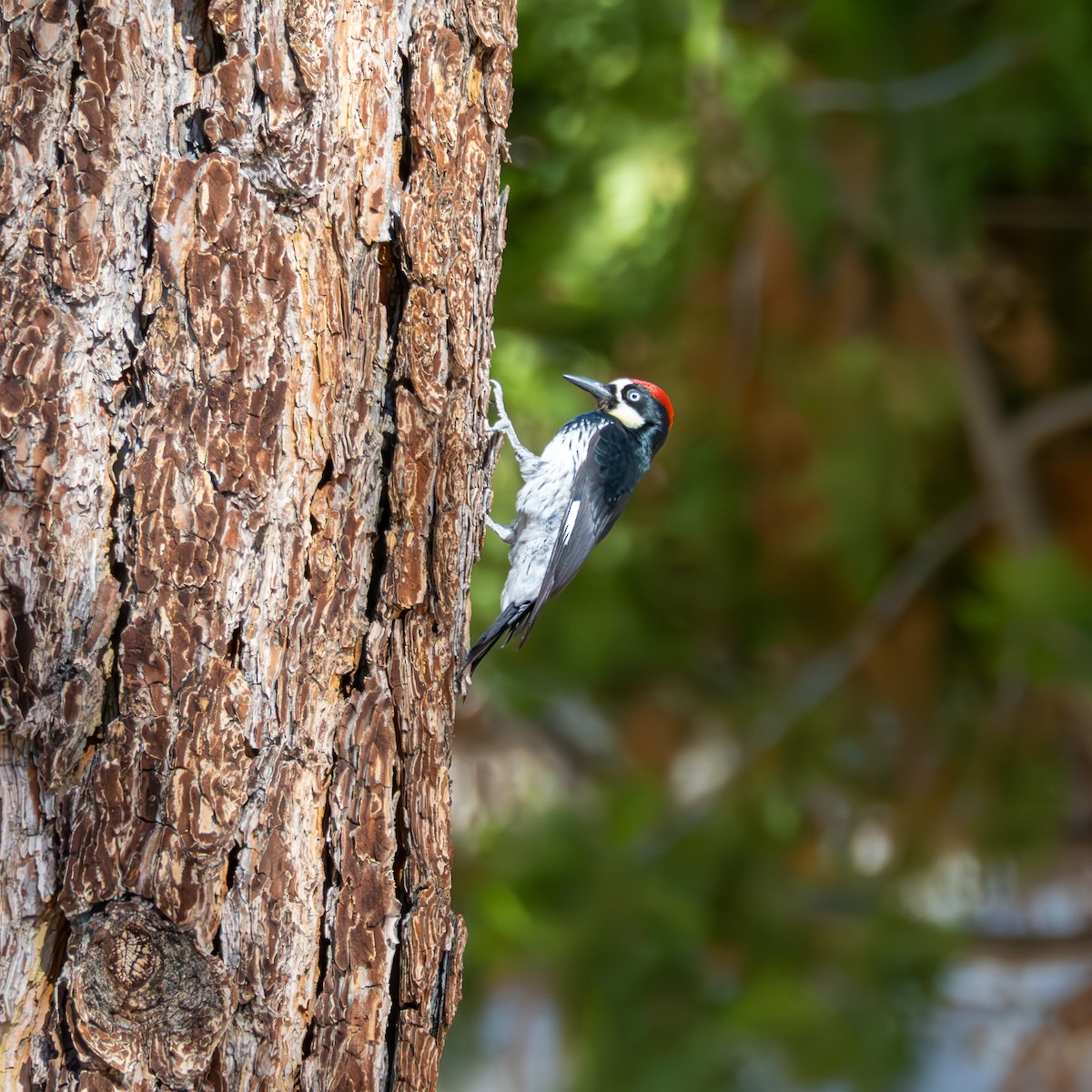 Acorn Woodpecker - ML645088941