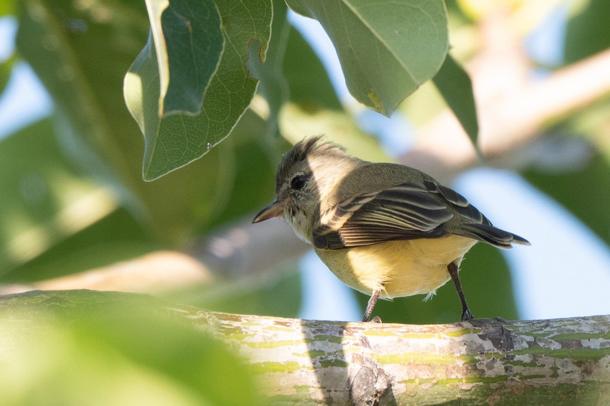 Yellow-bellied Elaenia - ML645088956
