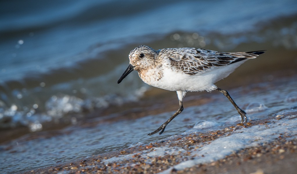Sanderling - ML645088958