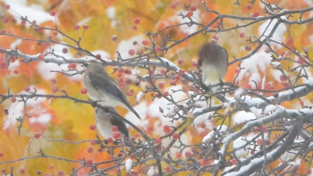 Cedar Waxwing - ML645088966