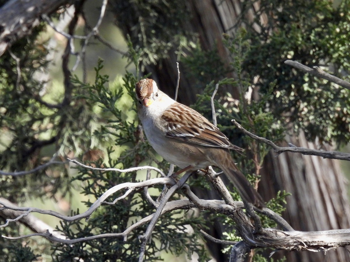 Porsuk Serçesi - ML645088967