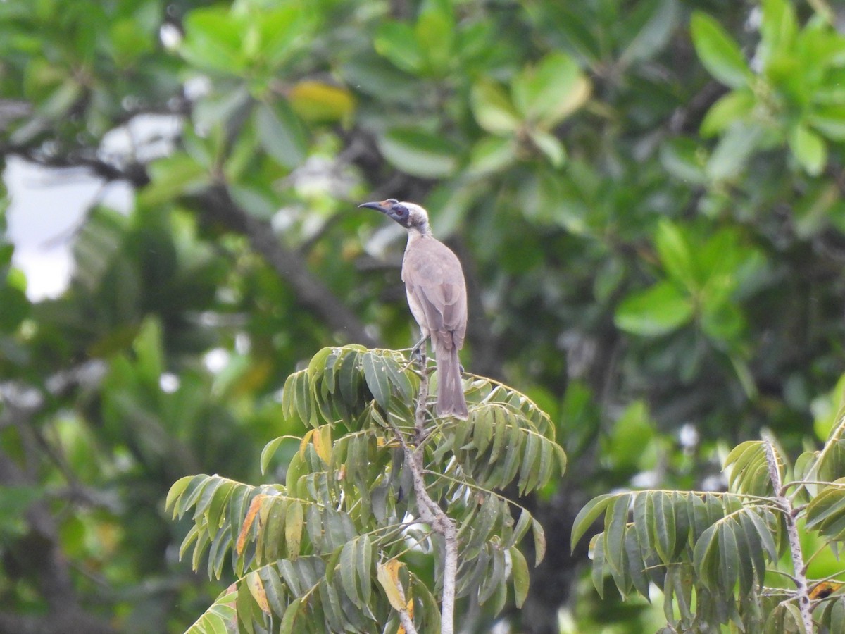 Helmeted Friarbird - ML645088973