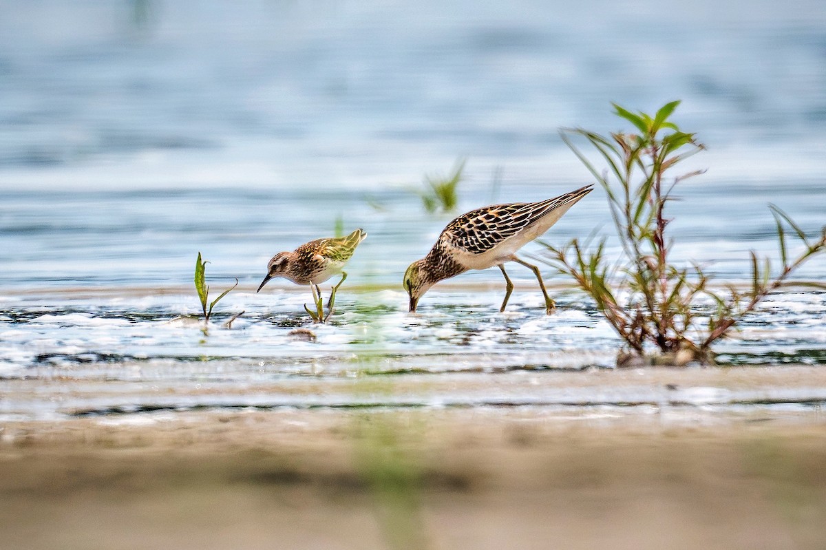 Pectoral Sandpiper - ML645088981
