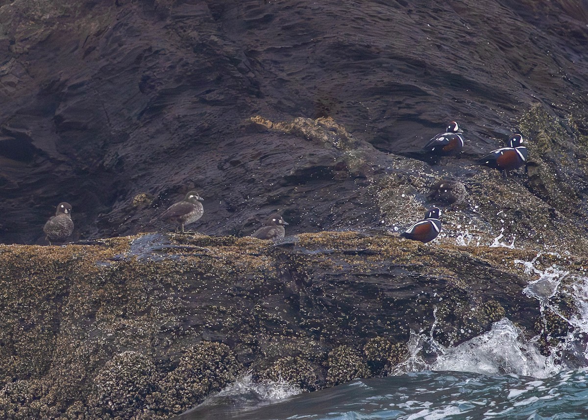 Harlequin Duck - ML645088996