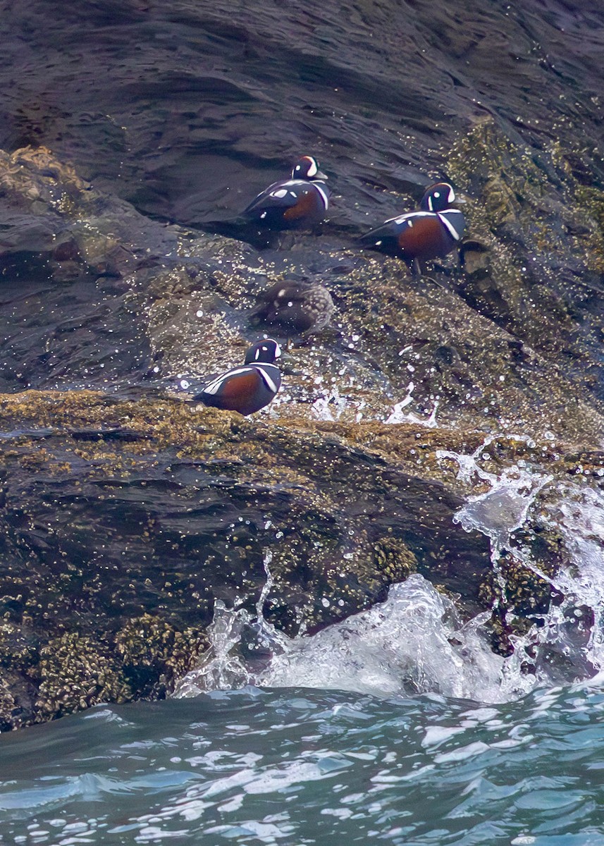 Harlequin Duck - ML645088997