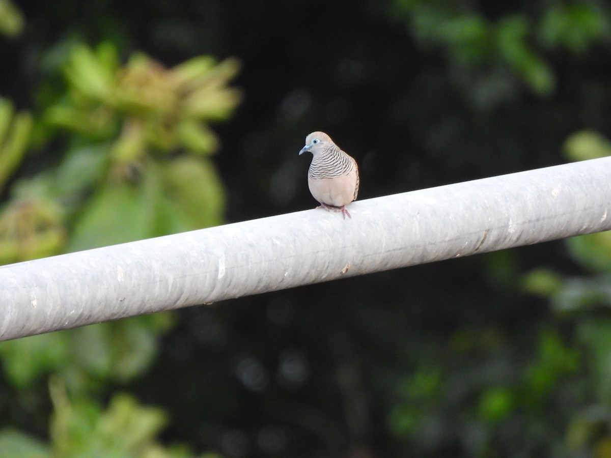 Peaceful Dove - ML645088998