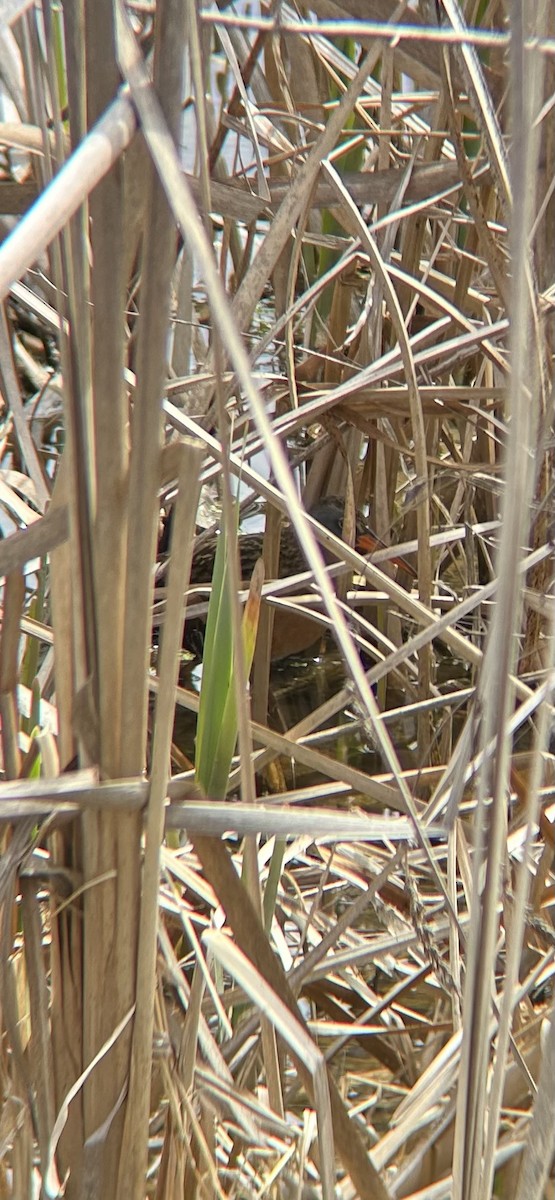 Пастушок віргінський - ML645089002