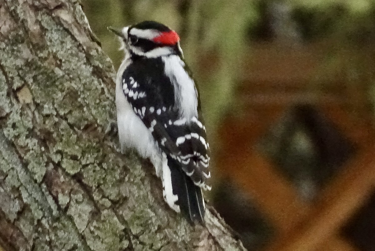 Downy Woodpecker - ML645089007
