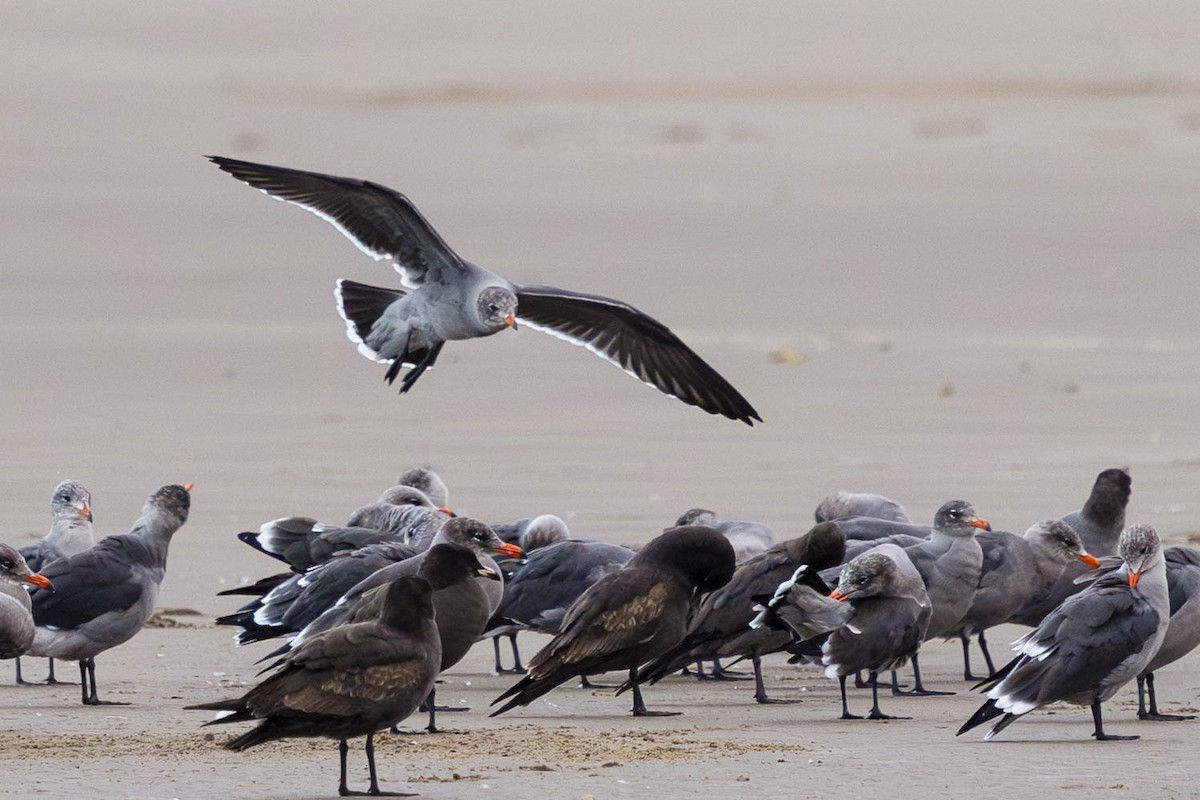 Heermann's Gull - ML645089008