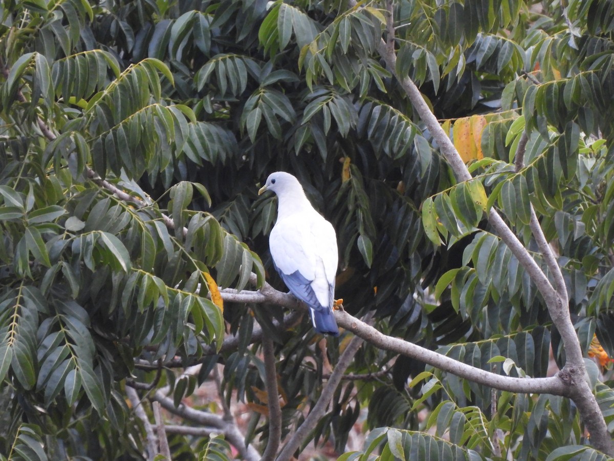 Torresian Imperial-Pigeon - ML645089013