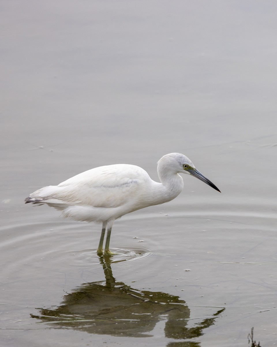 Little Blue Heron - ML645089022