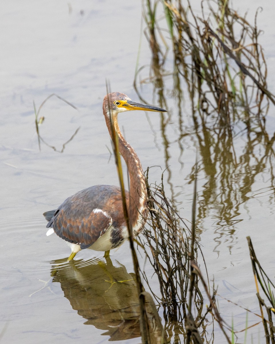 Tricolored Heron - ML645089026