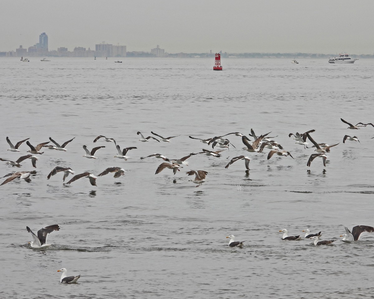 Büyük Kara Sırtlı Martı - ML645089032