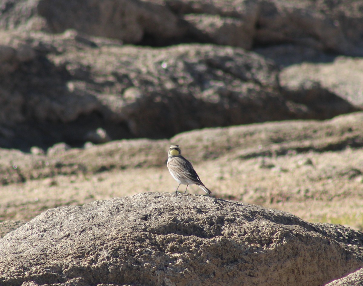 Horned Lark - ML645089041