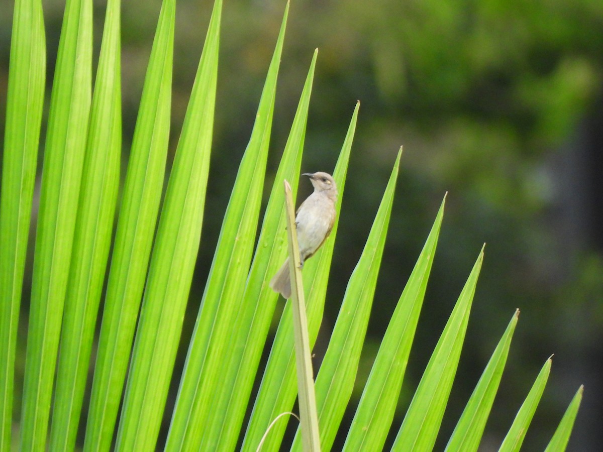 Brown Honeyeater - ML645089042