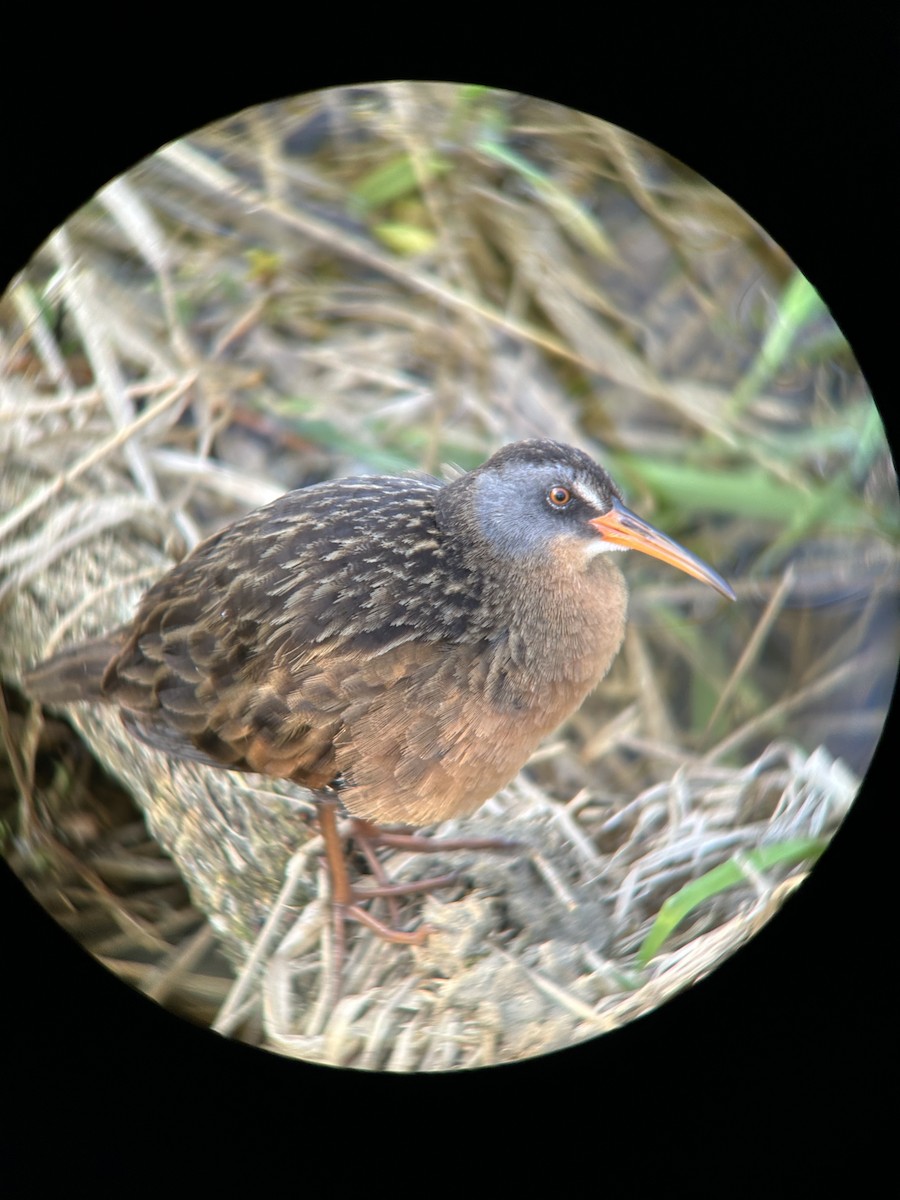 Пастушок віргінський - ML645089055